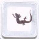 Tiertransportschale 25 Schalen, 25 Deckel
